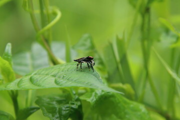 Jumping Spider on a leaf