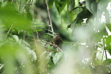 Olive winged Bulbul behind the canopy