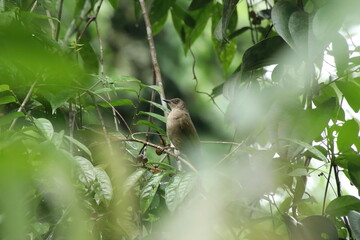 Olive winged Bulbul behind the canopy
