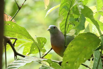 Pink Necked Green Pigeon amongst the bushes leaves