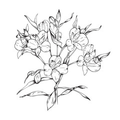 Black line illustartion of an alstroemeria branch isolated on white background