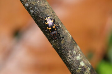 Pleasant Fungus Beetle on a wooden tree log