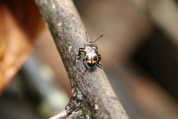 Pleasant Fungus Beetle on a wooden tree log
