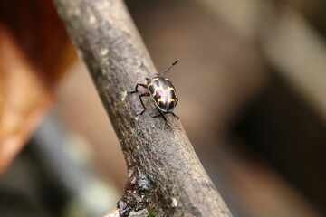 Pleasant Fungus Beetle on a wooden tree log