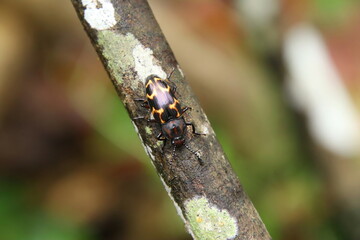 Pleasant Fungus Beetle on a wooden tree log