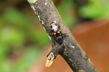 Pleasant Fungus Beetle on a wooden tree log
