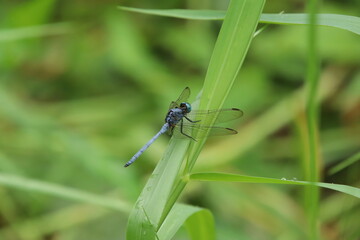 Slender Blue Skimmer Dragonfly on a blade of grass