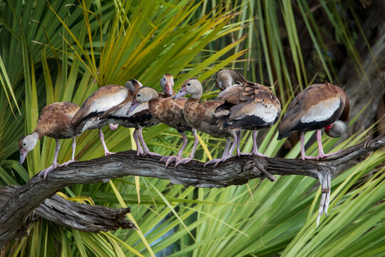 Black-bellied whistling ducks at Orlando Wetlands park