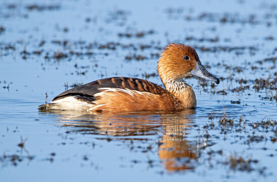 Fulvous whistling ducks on a lake in Florida.
