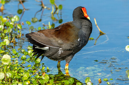 A common gallinule in a Florida swamp.