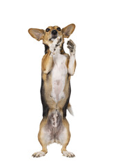 Non breed dog on transparent background