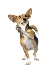 Cute mixed stray dog with big ears, sitting up facing front. One paw high in the air waving. Looking above camera. Isolated cutout on transparent background.