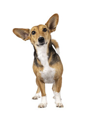 Cute mixed stray dog with big ears, standing facing front. Looking towards camera. Isolated cutout on transparent background.