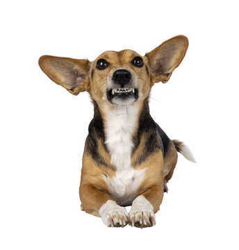 Cute mixed stray dog with big ears, laying down facing front. Smile command showing teeth. Looking towards camera. Isolated cutout on transparent background.
