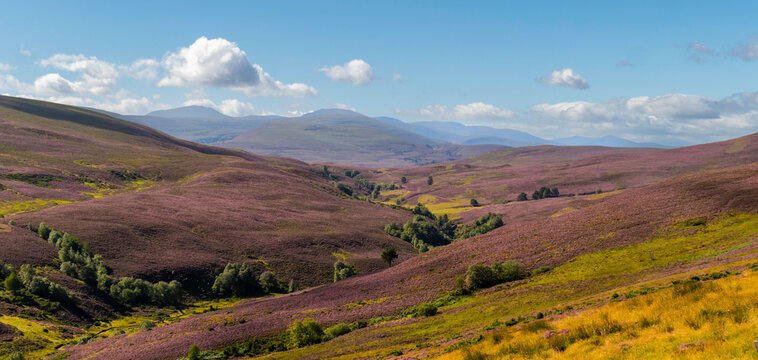Purple Heather
