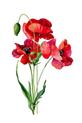 Watercolor bouquet of scarlet poppies and buds