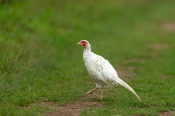 Close up of a white or leucistic Pheasant.  Scientific name: Phasianus colchicus. Rare colour of a male common Ring-necked pheasant, facing left with clean green background. Horizontal. Copy space