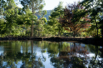 Photograph of lake at dawn in summer