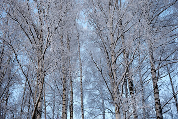Birch grove covered with hoar frost on a cold winter day, selective focus