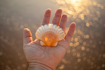 Detail of a seashell on the palm of a hand of a Caucasian man with a background of the sand of a beach