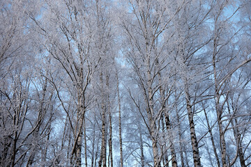 Birch grove covered with hoar frost on a cold winter day, selective focus