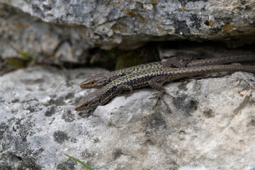 Pair of Brauner's rock lizard or Darevskia brauneri