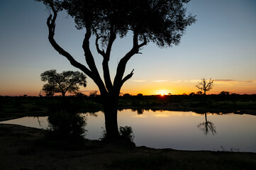 Fototapeta na wymiar South Africa, Kruger National Park, Silhouettes of trees by lake at sunset