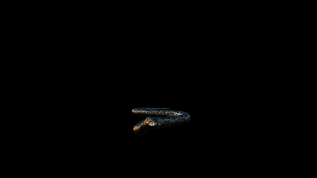 Snake Transform Video Animation Video 