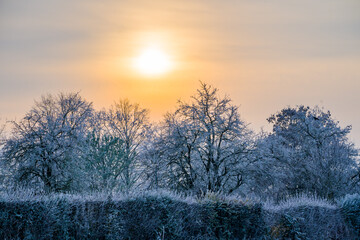 Hoar-covered garden trees with sunlight in background