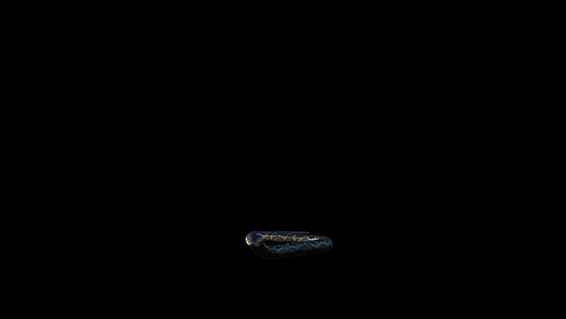 Snake Transform Video Animation Video 