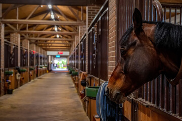 Beautiful horse portrait in warm light in stable