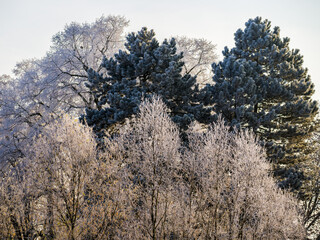 Hoar-covered trees in winter, frosty spruces