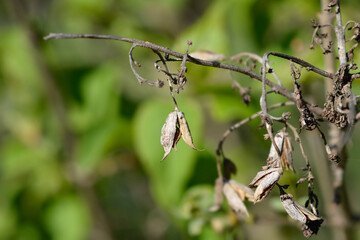 Lilac branch with seed pods