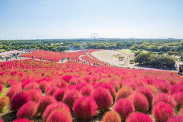 ひたち海浜公園　コキアの紅葉

