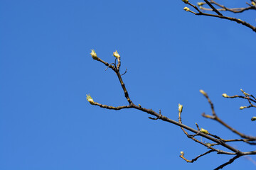 European bladdernut branch with buds