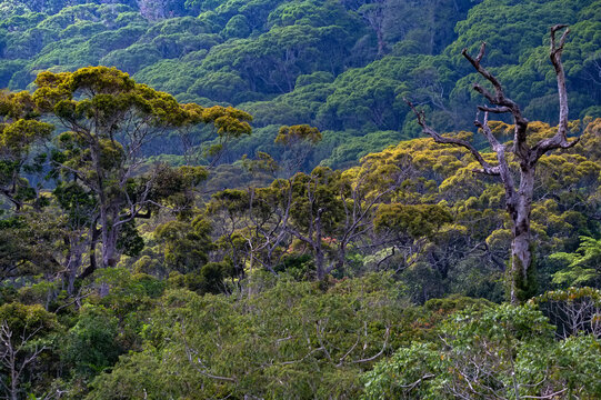 Scenic view of rainforest Sinharaja in Sri Lanka