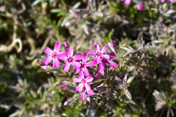 Obraz premium Creeping Phlox Atropurpurea flowers
