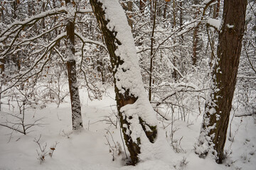 drzewo, zima  © Marcin Łazarczyk