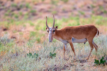 Male saiga antelope or Saiga tatarica walks in steppe