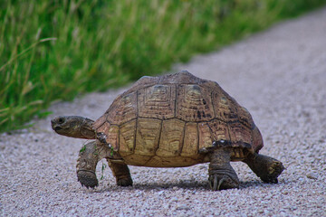 A tortoise crossing a road in Etosha National Park in Namibia during a safari trip 