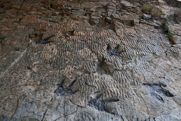 Ichnite (fossil footprints)