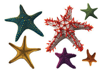 Collection of various Star fish with transparent background - 556954501