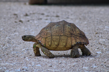 A tortoise crossing a road in Etosha National Park in Namibia during a safari trip 
