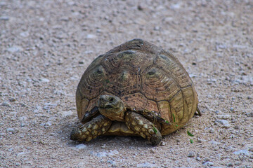 A tortoise crossing a road in Etosha National Park in Namibia during a safari trip 