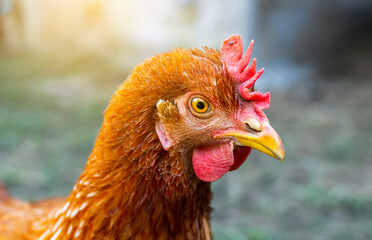 Close up view of a rooster chicken head grazing on a farm. Portrait of a beautiful and elegant rooster on a blurred background.
