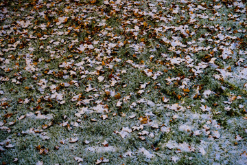 Snow-covered fallen leaves on green lawn