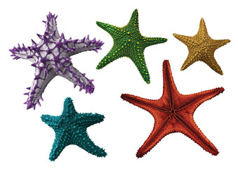 Collection of various Star fish with transparent background - 556955140