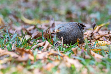 Yellow-billed babbler or Argya affinis perches on the ground with catch