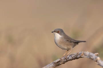Female Sardinian warbler (Sylvia melanocephala)