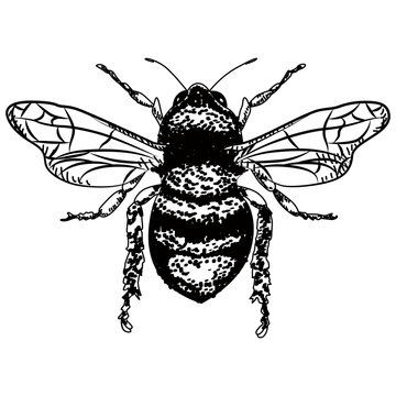 Biene, Honigbiene, Linien Zeichnung